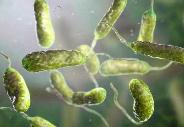 Bacteria "come carne": ¿Qué es, cómo se transmite y cómo se puede prevenir?