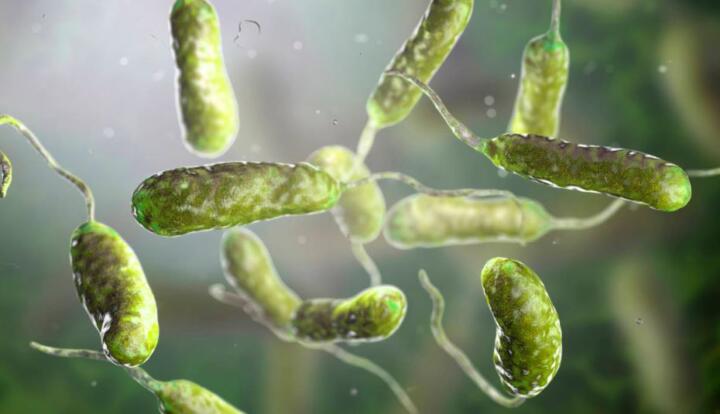Bacteria "come carne": ¿Qué es, cómo se transmite y cómo se puede prevenir?

