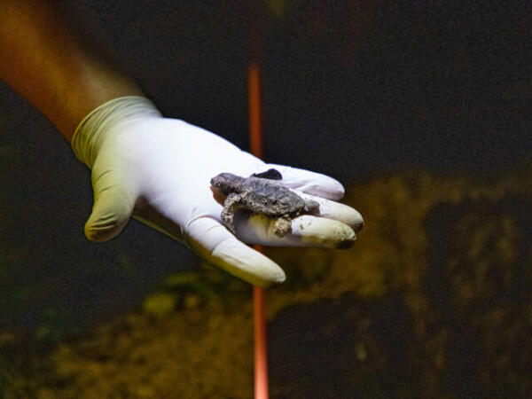 Destaca Campeche por programa de conservación de tortugas marinas