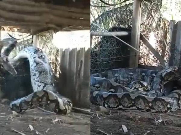 VIDEO: Capturan a serpiente gigante en el patio de una casa en la India