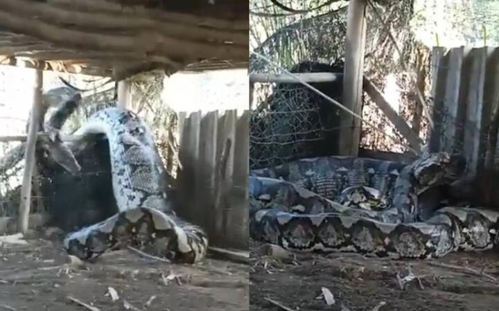 VIDEO: Capturan a serpiente gigante en el patio de una casa en la India