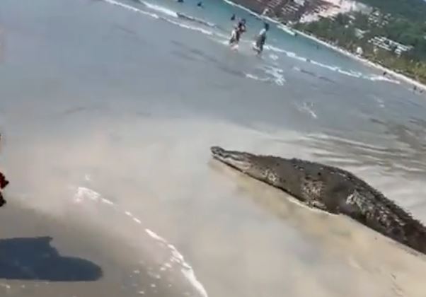 Enorme cocodrilo sorprende a bañistas en Zihuatanejo