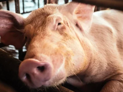Gripe porcina: Reino Unido detecta primer caso en un ser humano