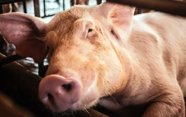 Gripe porcina: Reino Unido detecta primer caso en un ser humano