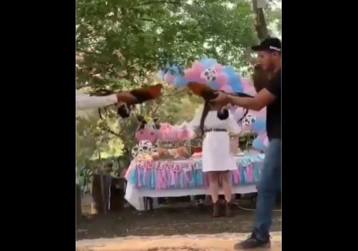 ¡Polémica en redes! Pareja de Nuevo León utiliza pelea de gallos para revelar el sexo de su bebé (VIDEO)
