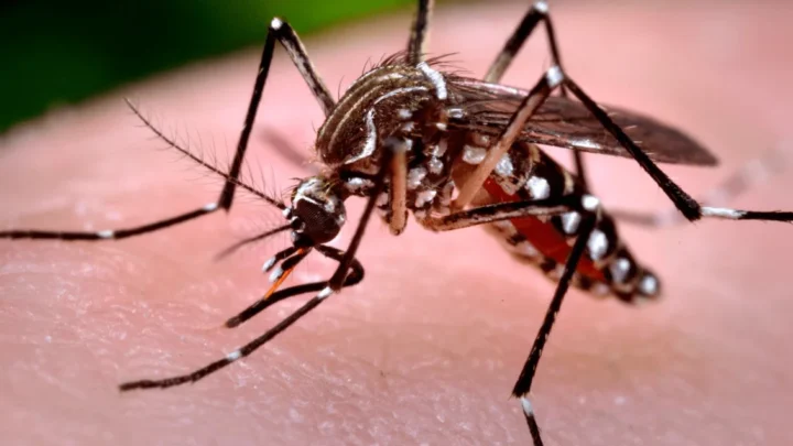 Dengue: ¿Cómo puedes identificar al mosquito transmisor?