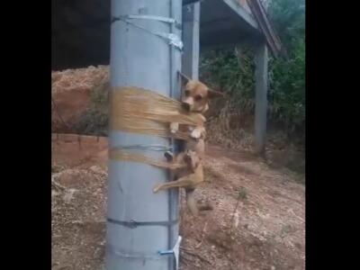 Perro encontrado amarrado con cinta adhesiva en un poste genera indignación (VIDEO)