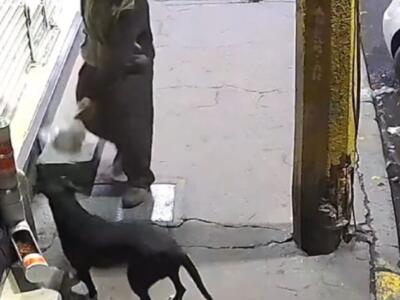 Captan a hombre robando las croquetas de un perrito callejero (VIDEO)