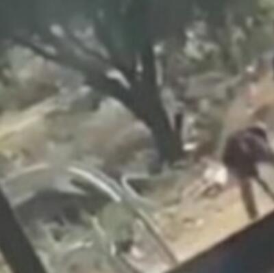 Perrito muere tras proteger a mujer y bebé de un agresor (VIDEO)