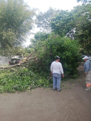 Atiende Protección Civil de Tapachula reportes de árboles caídos