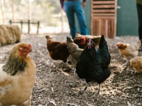 Gripe aviar podría desatar una pandemia 100 veces peor que el Covid, advierten expertos