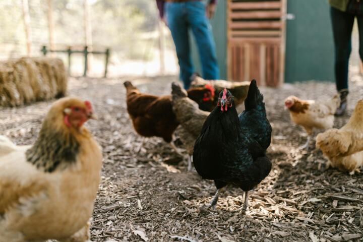Gripe aviar podría desatar una pandemia 100 veces peor que el Covid, advierten expertos