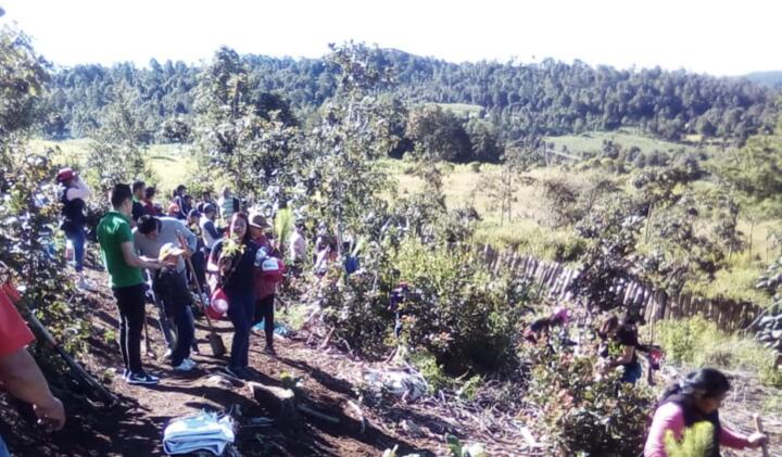 Inicia XVII Campaña de Reforestación en el Valle de Jovel