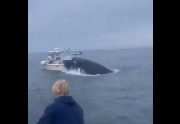 Video muestra el momento en que una ballena impacta un bote y vuelca la embarcación