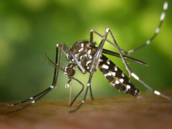 Evitar la automedicación podría salvar tu vida en caso de dengue, advierte la Secretaría de Salud