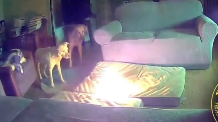 Perrito provoca incendio tras morder batería portátil (VIDEO)