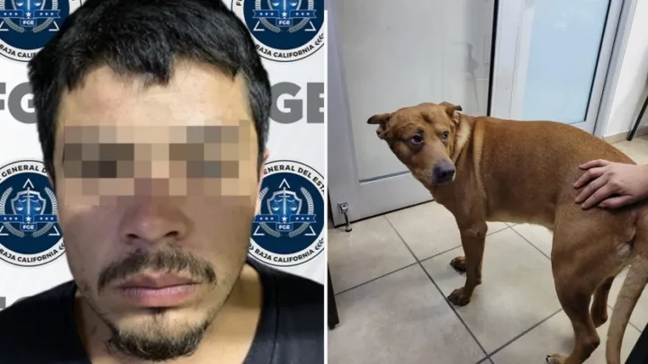 Detienen a un hombre tras intentar asfixiar a su perro por que "lo trataban mejor que a él"