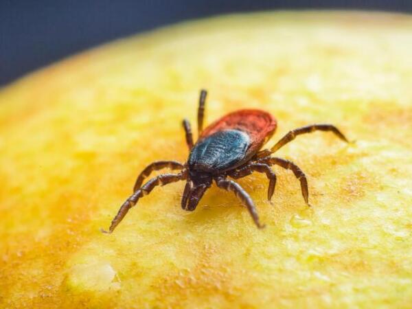 El peligro oculto de las garrapatas: enfermedades que podrías contraer con una picadura