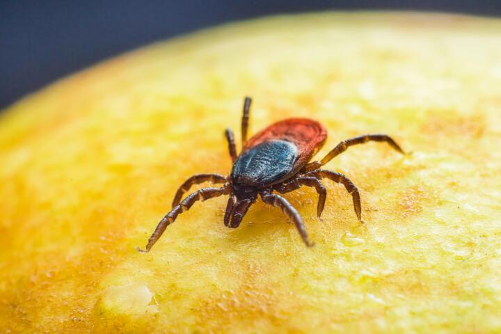 El peligro oculto de las garrapatas: enfermedades que podrías contraer con una picadura