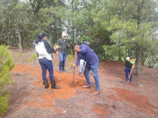 Concluye la Decimoséptima Campaña de Reforestación en SCLC