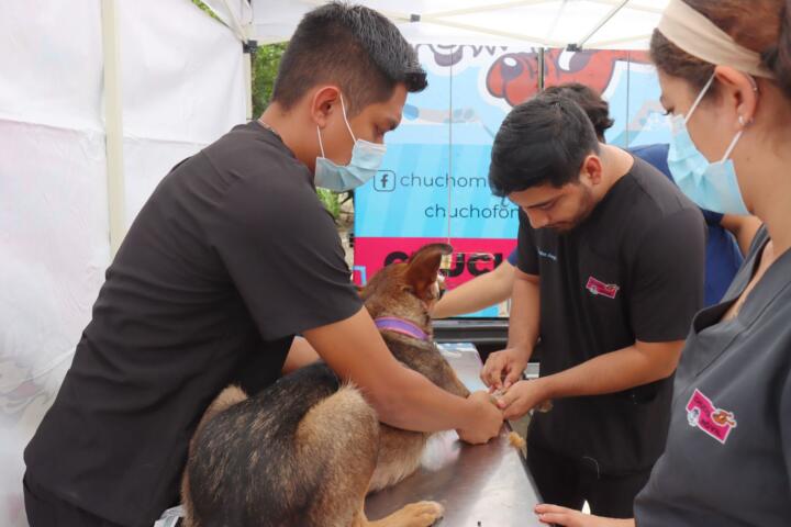 Chiapas rebasa meta de Jornada Latinoamericana de Esterilización Canina y Felina