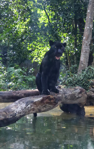 Inaugura Rutilio Escandón remodelación de los recintos del jaguar Yojk y de la nutria en el ZooMAT