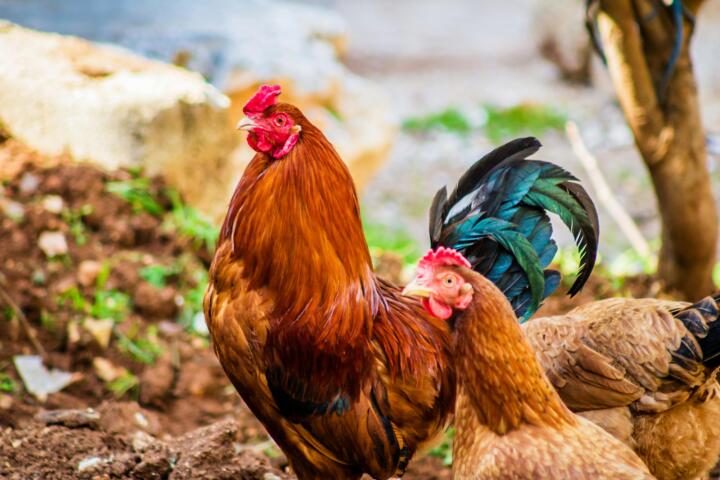 Descubren mutación en el H5N1 que podría facilitar su transmisión a humanos