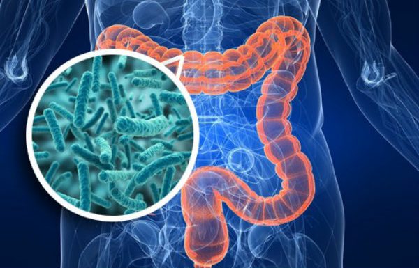 ¿Por qué la microbiota intestinal es conocida como el “segundo cerebro”?