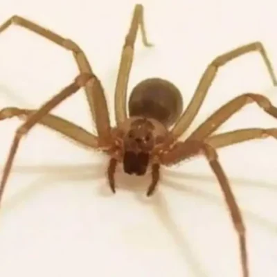 Araña violinista: cómo identificarla y qué hacer en caso de mordedura