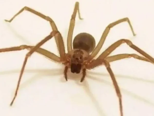 Araña violinista: cómo identificarla y qué hacer en caso de mordedura
