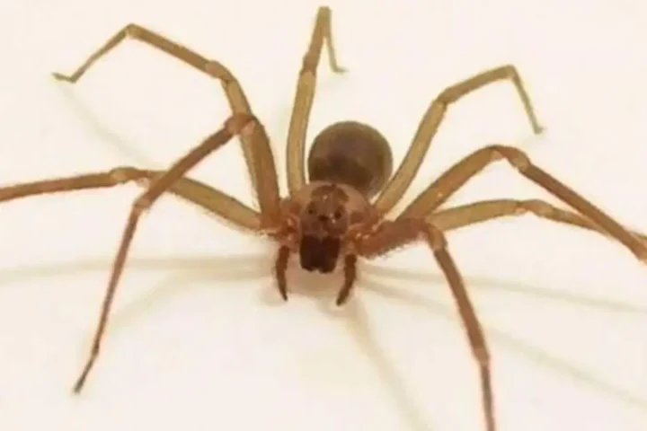 Araña violinista: cómo identificarla y qué hacer en caso de mordedura Araña violinista: cómo identificarla y qué hacer en caso de mordedura