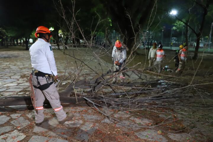 Ayuntamiento de Tuxtla retira árboles secos en Caña Hueca como medida de prevención
