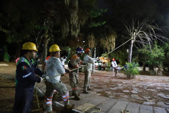 Ayuntamiento de Tuxtla retira árboles secos en Caña Hueca como medida de prevención