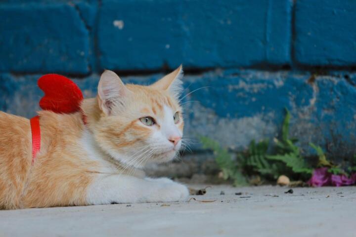 Beneficia Chucho Móvil a mascotas de Paseo del Bosque y colonias aledañas