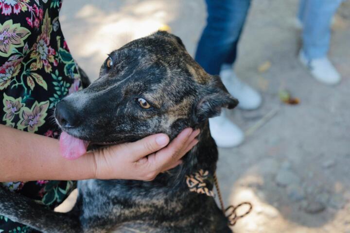 Beneficia Chucho Móvil a mascotas de Paseo del Bosque y colonias aledañas