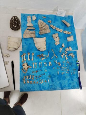 Restos óseos revelan causas de muerte entre antiguos mesoamericanos Antropología física y arqueología, ciencias que descubren datos clave del pasado