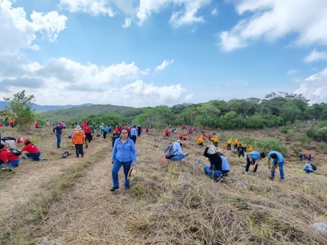 Semahn arranca campaña estatal de reforestación "Raíces de mi tierra"