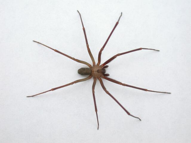 Casos de mordeduras por araña violinista y viuda negra aumentan hasta 68% en México