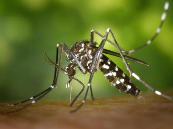 Temporada de lluvias incrementa casos de dengue, zika y chikungunya en México