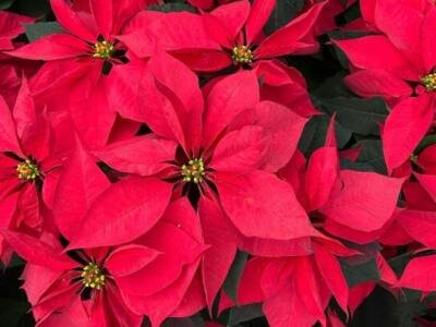 ¿Cuál es el origen de la Nochebuena y por qué se celebra el 24 de diciembre?