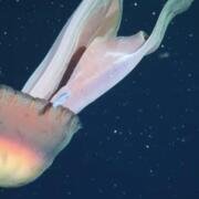 Medusa fantasma del tamaño de un camión sorprende a científicos en el Atlántico Sur