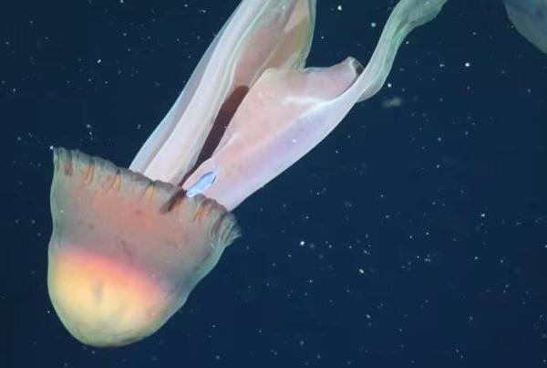 Medusa fantasma del tamaño de un camión sorprende a científicos en el Atlántico Sur