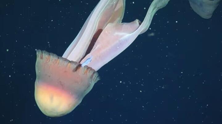 Medusa fantasma del tamaño de un camión sorprende a científicos en el Atlántico Sur