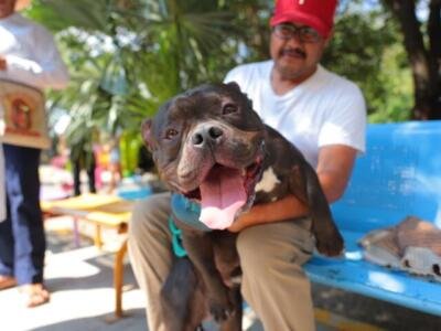 ¿Conoces el Programa Chucho Móvil?