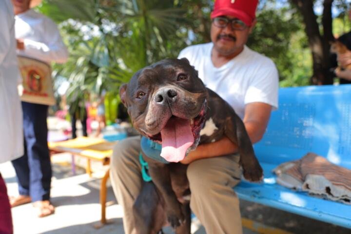 ¿Conoces el Programa Chucho Móvil?