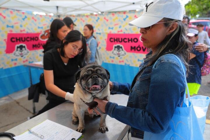 ¿Conoces el Programa Chucho Móvil? ¿Conoces el Programa Chucho Móvil?