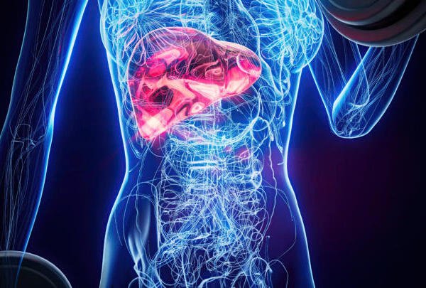 El hígado: el único órgano capaz de regenerarse casi por completo