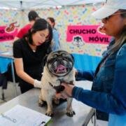 ¿Conoces el Programa Chucho Móvil?