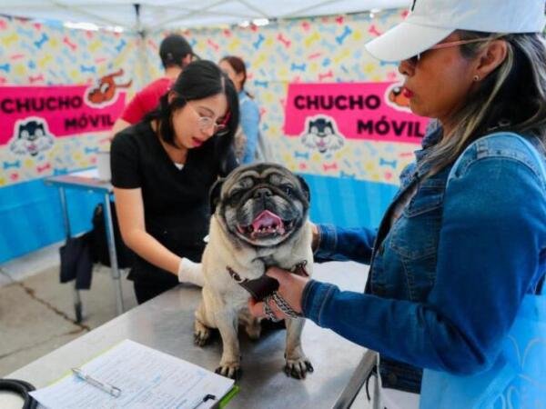 ¿Conoces el Programa Chucho Móvil? ¿Conoces el Programa Chucho Móvil?