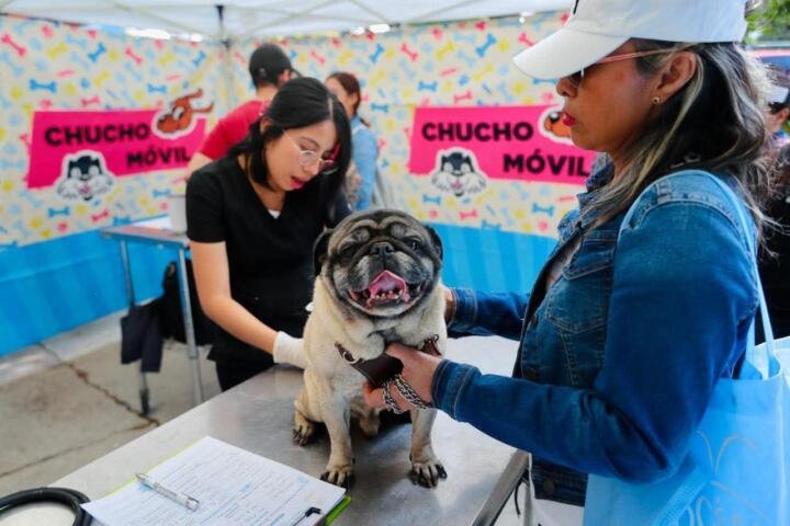 ¿Conoces el Programa Chucho Móvil?